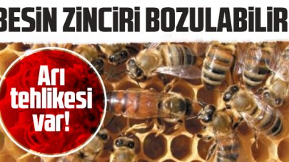 "Arılar yok olmaya başlarsa ana besin zinciri bozulabilir"