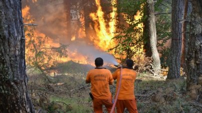 Ormanlara dikkat edelim