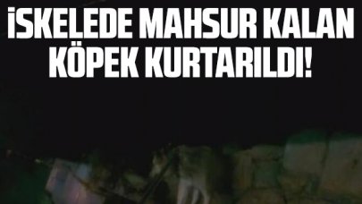 İskele altında mahsur kalan köpek kurtarıldı