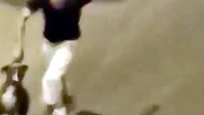 Avcılar'da sahibinin dövdüğü köpek çalıntı çıktı