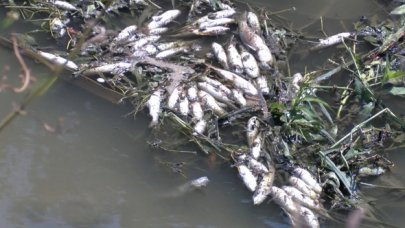 Deredeki balıklar telef oldu