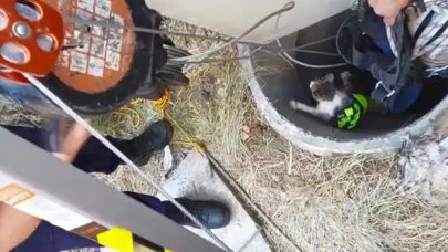 Maltepe'de 10 gün süren yavru kedi kurtarma operasyonu