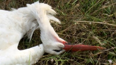 Leyleklerin katili elektrik!