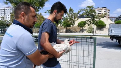 Yaralı leylek koruma altına alındı