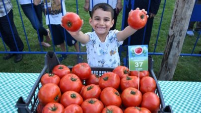 Silivri'de en güzel domatesler yarıştı