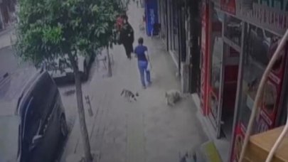 Güngören'de kedinin köpeğe saldırısı kameraya yansıdı