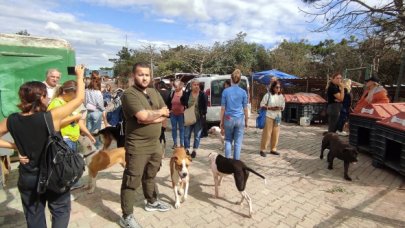 305 hayvana destek lazım