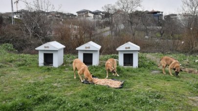 Ağustos ayında 500'e yakın can dostun tedavisi yapıldı