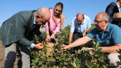 İstanbul’da ilk Aronya hasadı