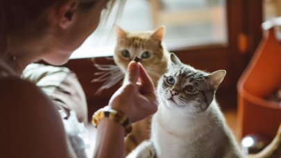 300 bin hayvan ölmüştü! FİP hastalığı yayılıyor! FİP hastalığı nedir, belirtileri nelerdir? Tedavisi var mı?