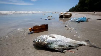 Hamsi, palamut, mezgit ve istavritte mikroplastik tehlikesi