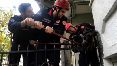 Avcılar'da bacağına bahçe demiri saplanan kediyi itfaiye kurtardı