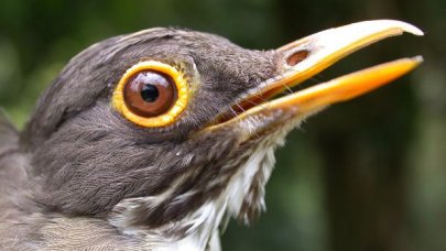 Kahve tarlaları kuşların beslenme düzenini bozuyor