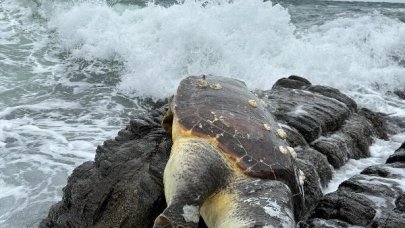 Kayalıklarda ölü caretta caretta bulundu