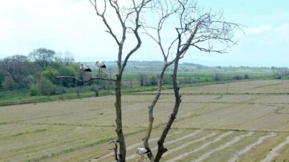 Leylekler Kızılırmak Deltası Kuş Cenneti'ndeki yuvalarına döndü