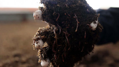 Sivas'ta solucan gübresi üreten firmanın hedefi ihracatta yeni pazarlara açılmak