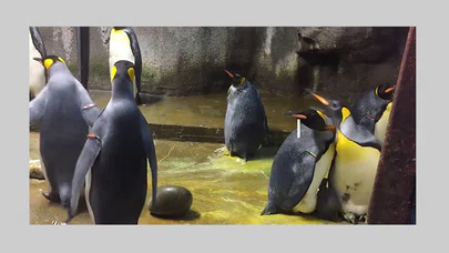 Annesini Kaybeden Yavruya Erkek Penguenler Sahip Çıktı