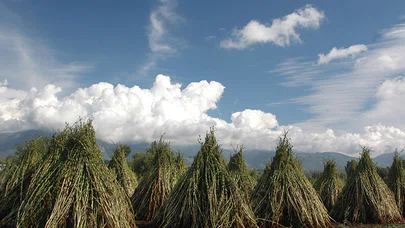 Yerel Olan Evrenseldir (1)