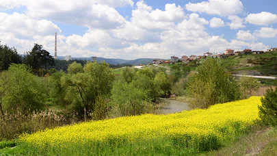 Ormanya Gelişerek Büyüyor