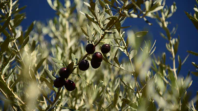 Milas Zeytin Hasat Şenliği