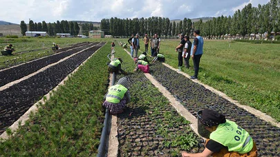 Üretilen fidanlarla Doğu Anadolu Bölgesi ağaçlandırılıyor