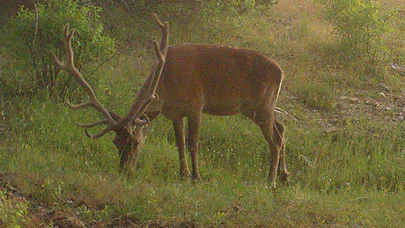 Yaban hayatı fotokapanla görüntülendi