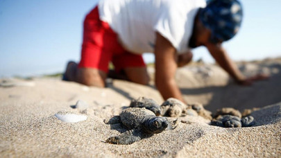 Belek'te 2 bin, Kızılot'ta 1600 caretta caretta yuvası tespit edildi