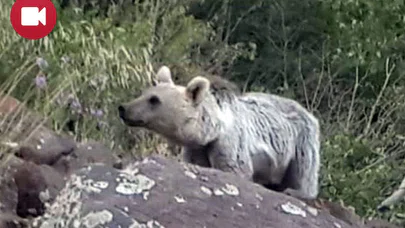 Nemrut Krater Gölü'nün Sürpriz Ziyaretçileri