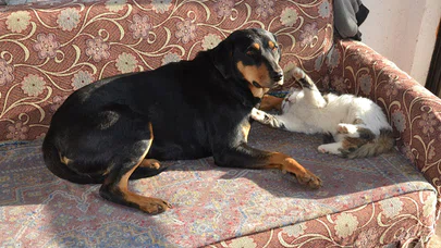 Kedi ile köpeğin dostluğu görenleri şaşırtıyor