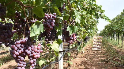 Bilecik'te yetiştirilen 'Red Globe' cinsi üzümler ihracata hazırlanıyor