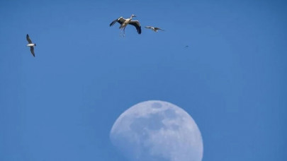Göçmen kuşlar için midye kabuklarından adacık yaptılar
