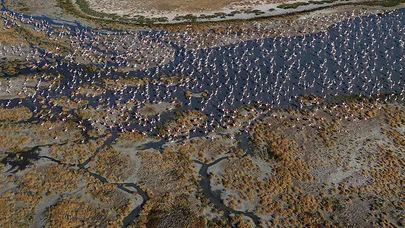 Flamingoların yaşam cenneti: Tuz Gölü