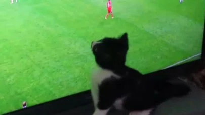 Dünya Kupası 'Limon'ndan Sorulur