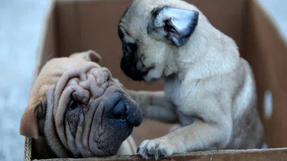 Yavru köpekler bagajda bulundu