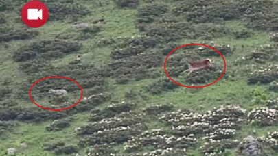 Yavruları uğruna kurt kovaladı!