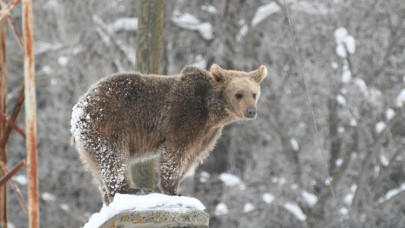 Kış uykusundan uyanan bozayıların görüntüsü fotokapan ve kameralara yansıdı