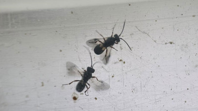 Faydalı böcekler, çiftçiyi endişelendiren çayır tırtılıyla mücadele edecek