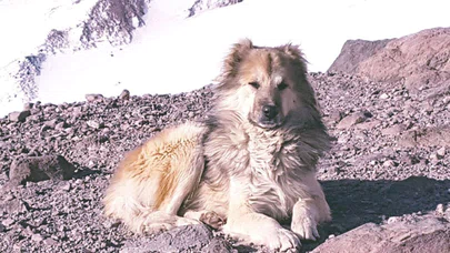 4 Bin 400 Metrede Buldukları Köpeği Kurtardılar