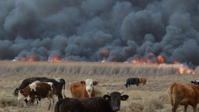Orman yangınlarından etkilenen hayvanlara ilk müdahale hayati önem taşıyor