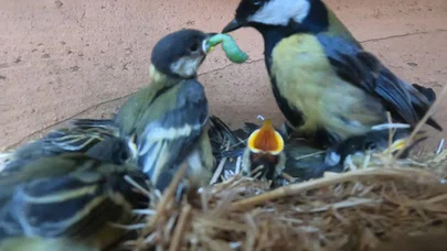 'Büyük baştankara' kuşunun saksıdaki yavrularını beslediği anlar kamerada