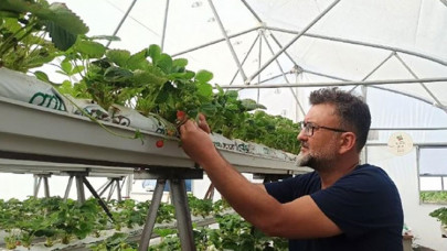 2 dönümde yetişecek çileği topraksız tarımla 250 metrekarede yetiştiriyor