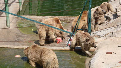 Buzlu Kokteylle Serinliyorlar