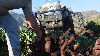 Hasadına başlanan mor patates verimi ve fiyatıyla üreticiyi sevindirdi