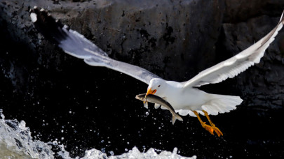 İnci kefalinin üremek için tatlı sulara göçü başladı