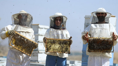 Baba ve çocukları verimli bal hasadı için arı gibi çalışıyor