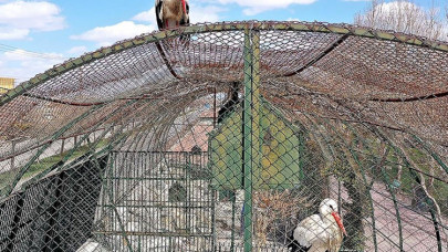 Leylek "Mecnun" hayvanat bahçesinde tedavi gören "Leyla"sını bırakmıyor