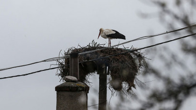 "Yaren" leylek 11'inci göç yılında Uluabat Gölü manzaralı yuvasına yerleşti