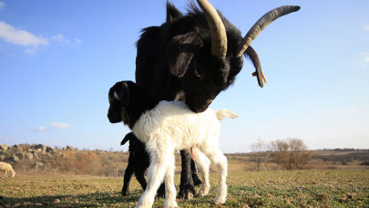 Besicilerin tatlı telaşı: Oğlak ve kuzular