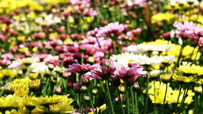 Çukurova'nın verimli topraklarında 'kasımpatı' üretiyor