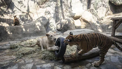 Beyaz aslan ile Bengal kaplanının dostluğu görenleri hayrete düşürüyor